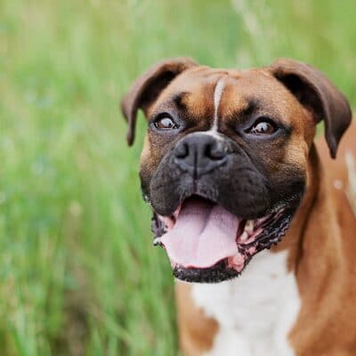 Foto 1 del cane