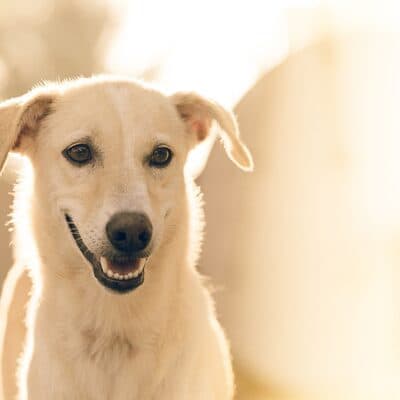 Foto 2 del cane