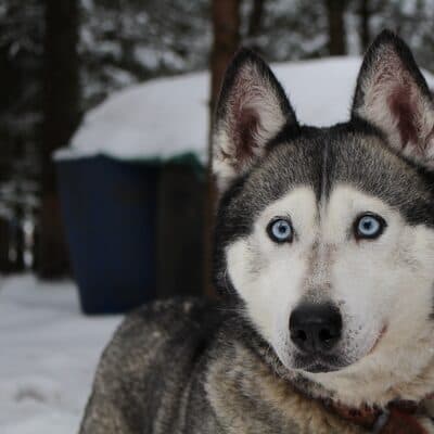 Foto 3 del cane