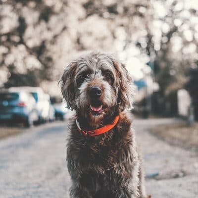Foto 4 del cane