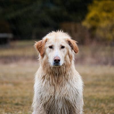 Foto 5 del cane
